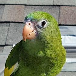 Bebe The Parrot