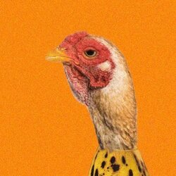 ChickenBanana