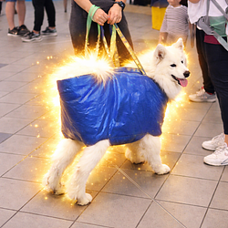 dog in a bag
