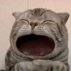 maow