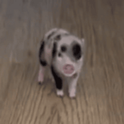 Petunia