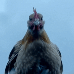 Retarded Chicken