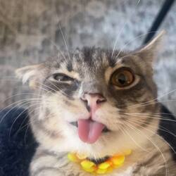 Rigby The Cat