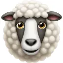 Sheep Coin