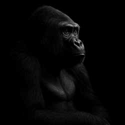 The Ape