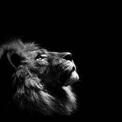 The Lion